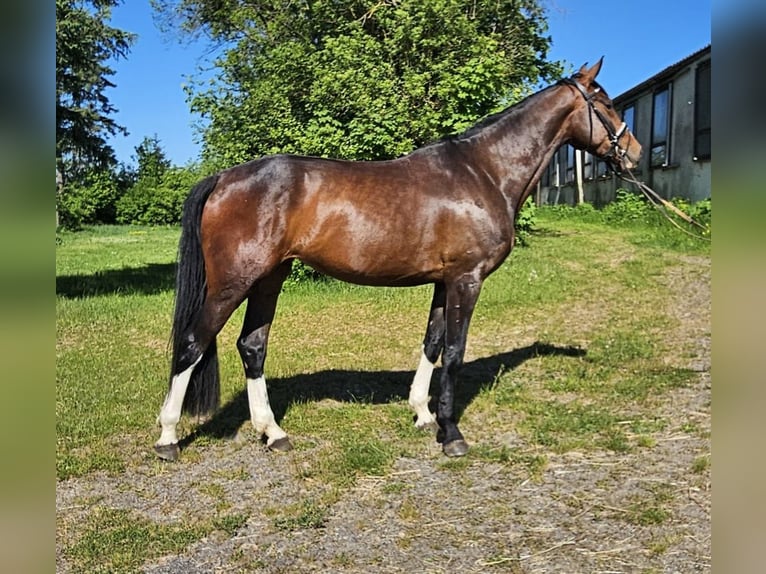 Westfaliano Yegua 5 años 174 cm Castaño in Dieblich