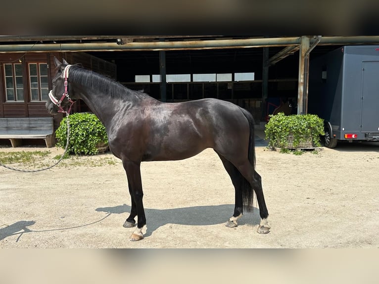 Westfaliano Yegua 5 años 175 cm Negro in B&#xFC;ren an der Aare