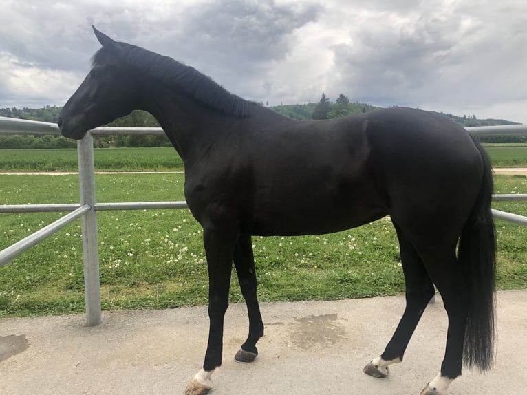 Westfaliano Yegua 5 años 175 cm Negro in B&#xFC;ren an der Aare