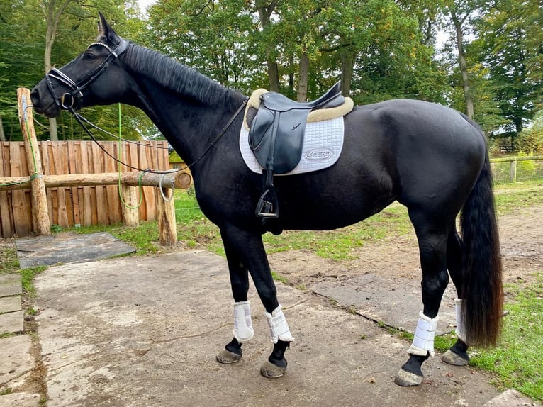 Westfaliano Yegua 5 años 175 cm Negro in Rehrhof