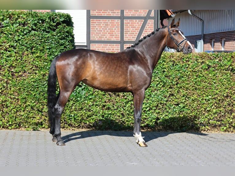 Westfaliano Yegua 5 años 177 cm Castaño oscuro in Fröndenberg