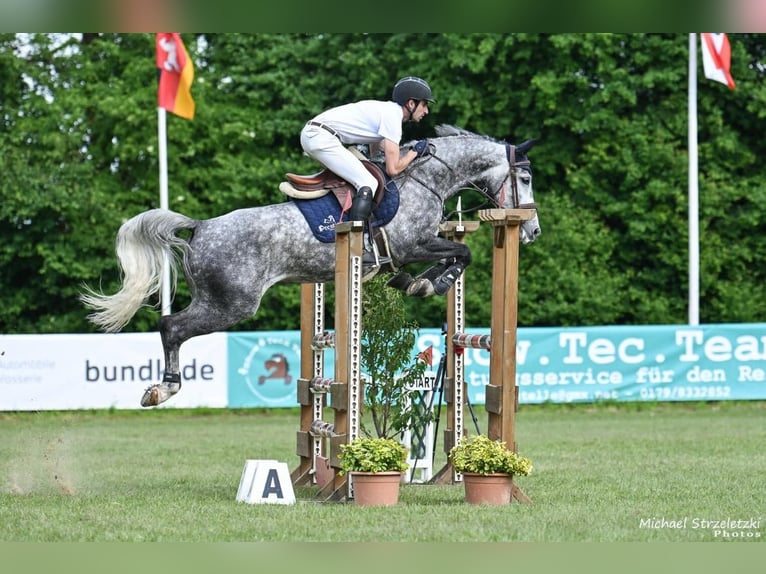 Westfaliano Yegua 5 años Tordo rodado in Wächtersbach