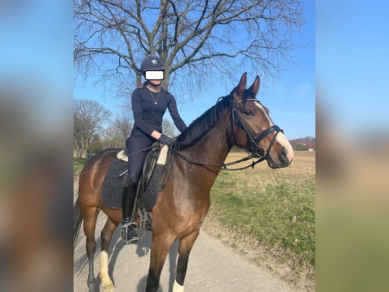 Westfaliano Yegua 6 años 160 cm Castaño in Dortmund