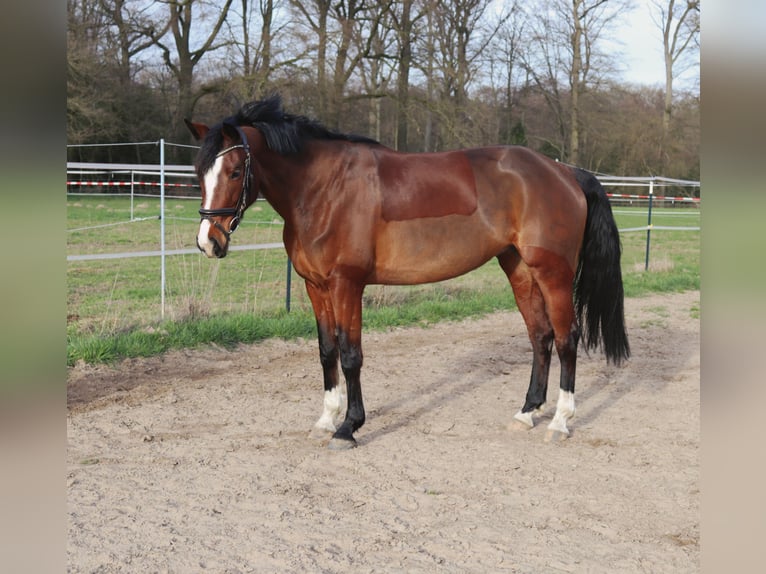 Westfaliano Yegua 6 años 160 cm Castaño in Warendorf