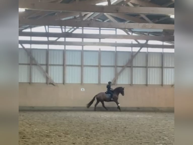 Westfaliano Yegua 6 años 161 cm Alazán-tostado in Kaltenkirchen