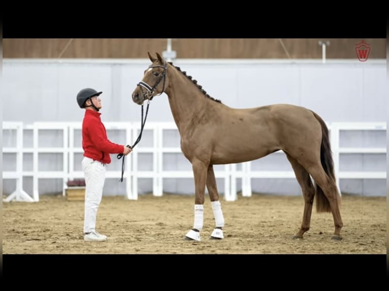Westfaliano Yegua 6 años 161 cm Alazán-tostado in Kaltenkirchen