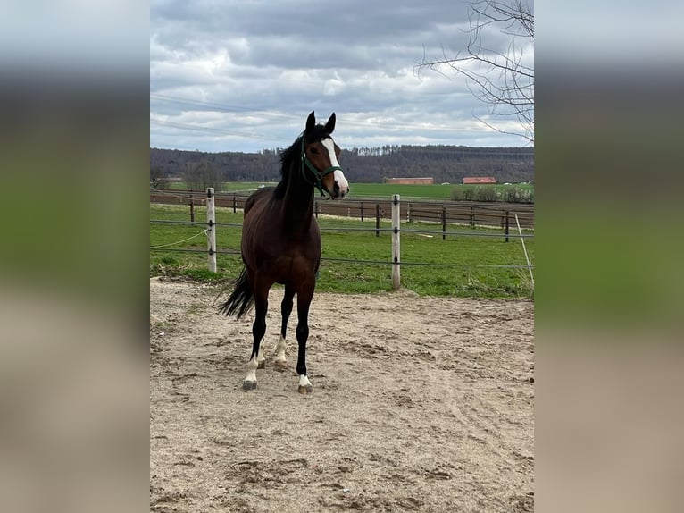 Westfaliano Yegua 6 años 161 cm Castaño oscuro in Dahlenburg