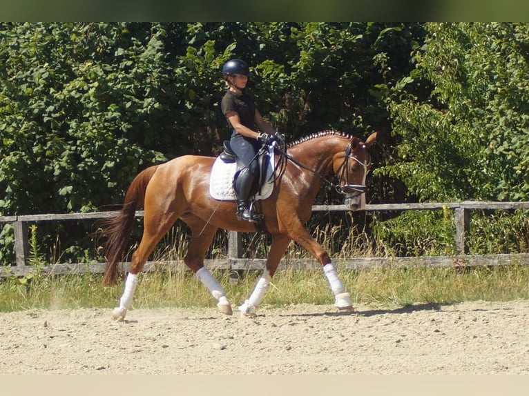 Westfaliano Yegua 6 años 163 cm Alazán in Iserlohn