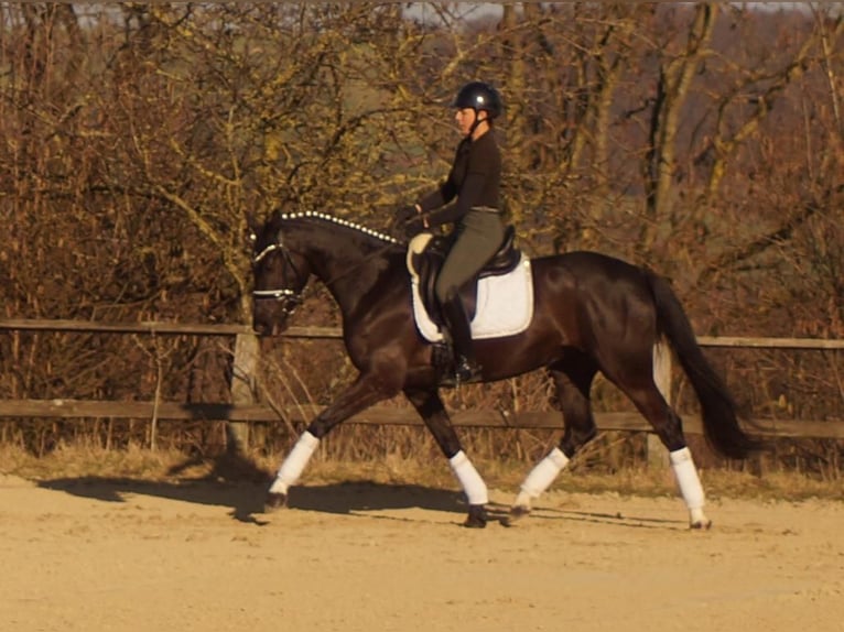 Westfaliano Yegua 6 años 163 cm Negro in Iserlohn