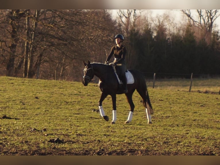 Westfaliano Yegua 6 años 163 cm Negro in Iserlohn