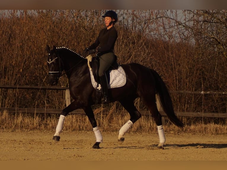 Westfaliano Yegua 6 años 163 cm Negro in Iserlohn