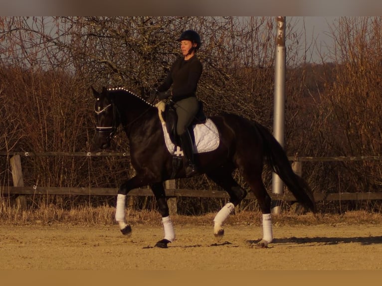 Westfaliano Yegua 6 años 163 cm Negro in Iserlohn