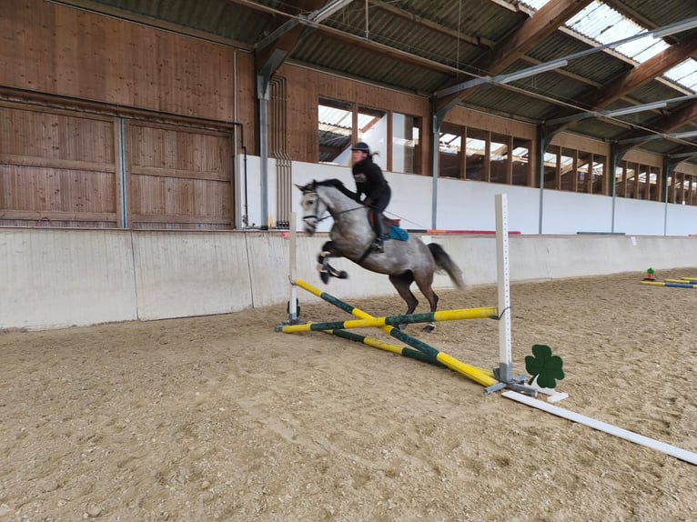 Westfaliano Yegua 6 años 163 cm Tordo in Amstetten