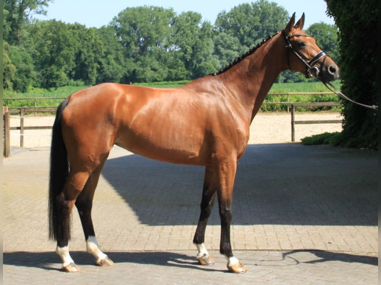 Westfaliano Yegua 6 años 164 cm Castaño in Gronau (Westfalen)