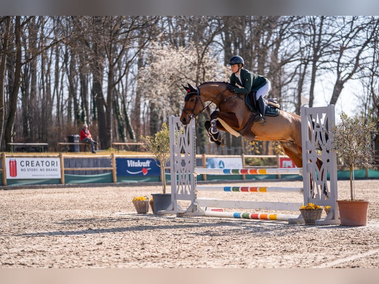 Westfaliano Yegua 6 años 164 cm Castaño in Dornburg