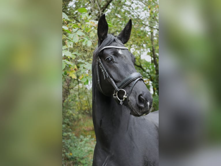 Westfaliano Yegua 6 años 164 cm Negro in Eckenroth