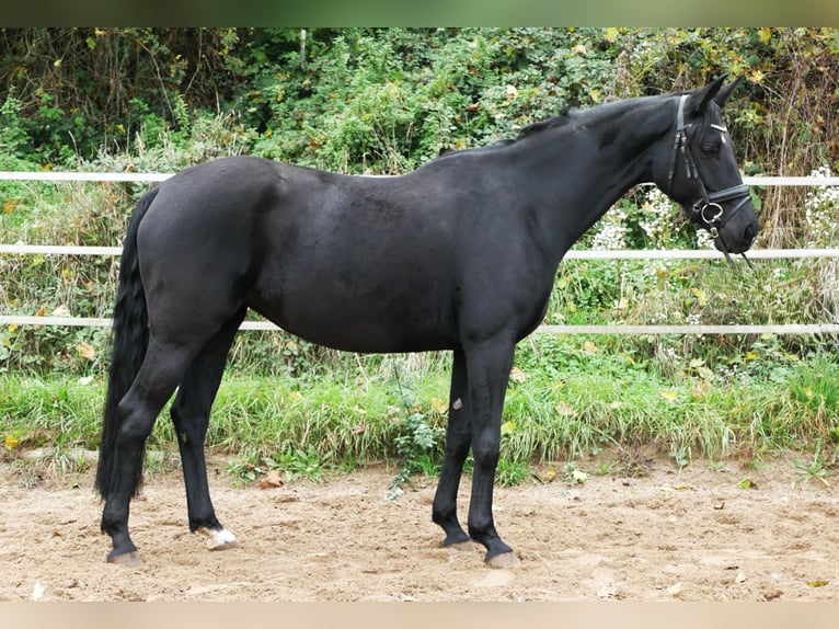 Westfaliano Yegua 6 años 164 cm Negro in Eckenroth