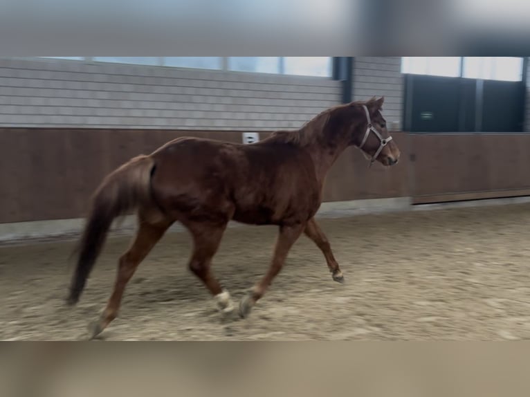 Westfaliano Yegua 6 años 165 cm Alazán in Borken