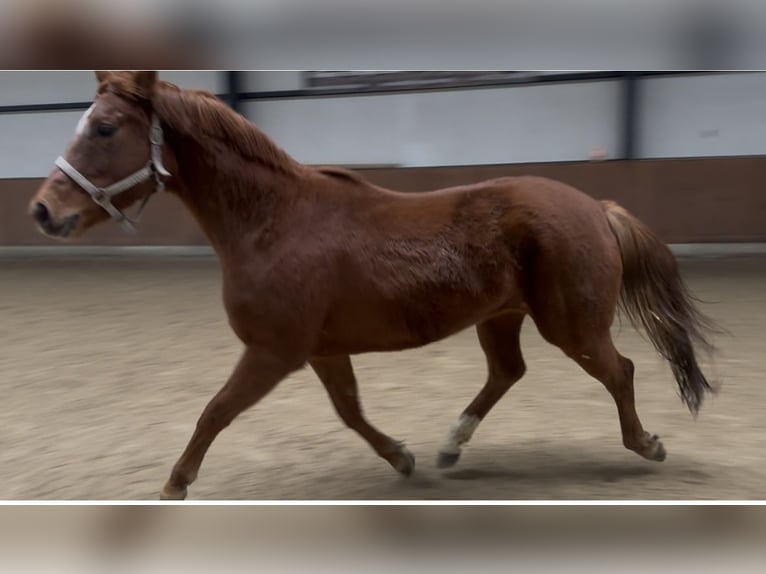 Westfaliano Yegua 6 años 165 cm Alazán in BorkenBorken