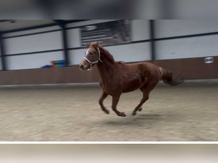 Westfaliano Yegua 6 años 165 cm Alazán in BorkenBorken
