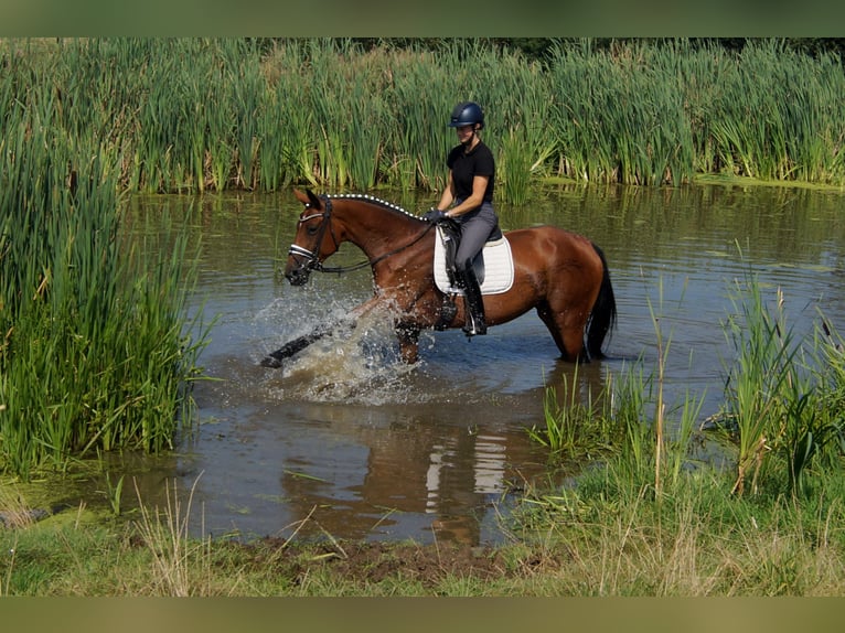 Westfaliano Yegua 6 años 165 cm Castaño in Iserlohn