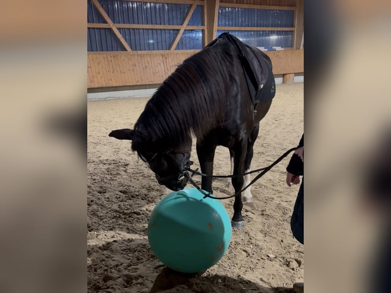 Westfaliano Yegua 6 años 165 cm Morcillo in Teichwitz