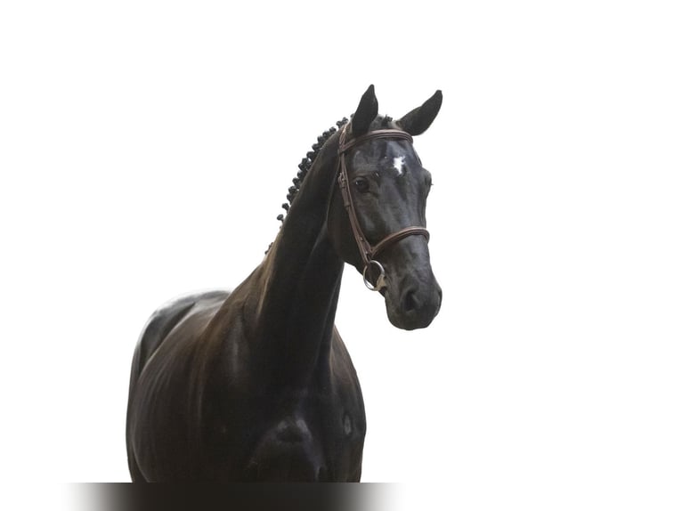 Westfaliano Yegua 6 años 165 cm Negro in Waddinxveen