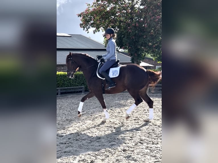 Westfaliano Yegua 6 años 166 cm Alazán-tostado in Schijndel