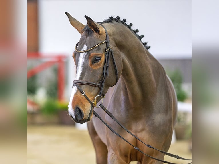 Westfaliano Yegua 6 años 166 cm Castaño in Münster-Handorf