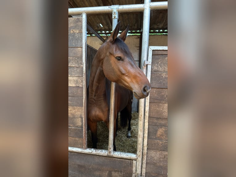 Westfaliano Yegua 6 años 167 cm Castaño oscuro in Wietmarschen