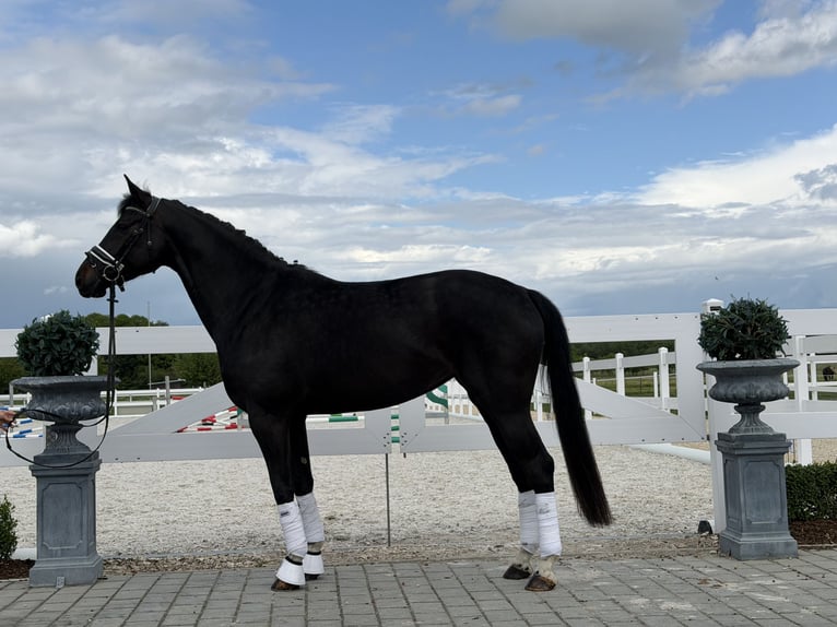 Westfaliano Yegua 6 años 167 cm Negro in Riedlingen