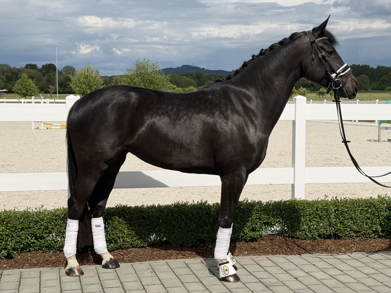 Westfaliano Yegua 6 años 167 cm Negro in Riedlingen