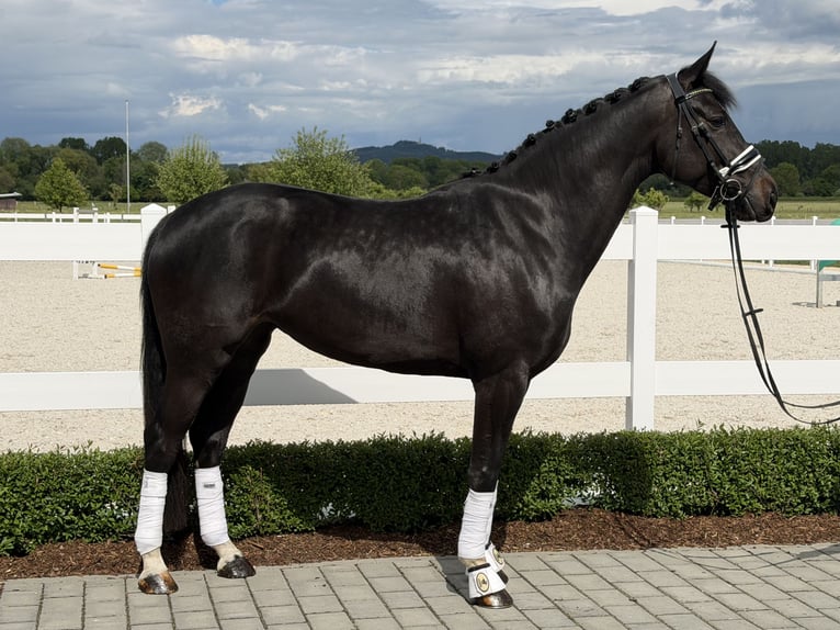 Westfaliano Yegua 6 años 167 cm Negro in Riedlingen