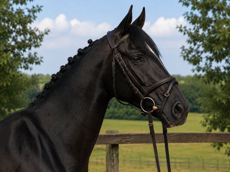 Westfaliano Yegua 6 años 167 cm Negro in Bad Dürrheim