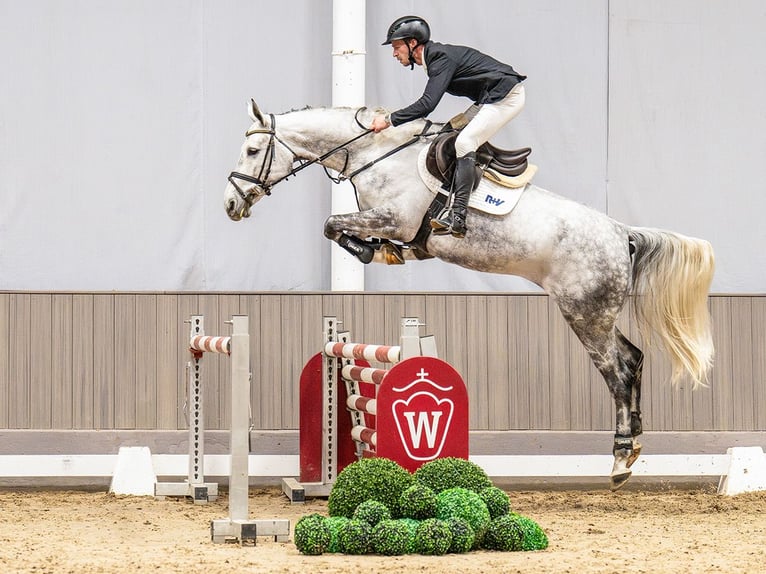 Westfaliano Yegua 6 años 167 cm Tordo in Münster-Handorf