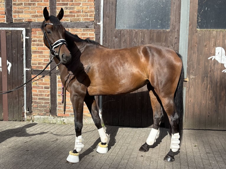 Westfaliano Yegua 6 años 168 cm Castaño in Harsewinkel