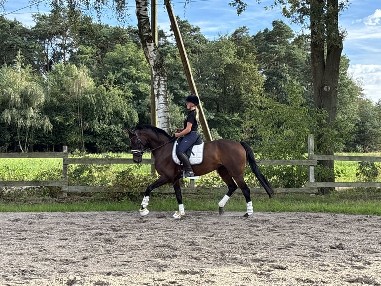 Westfaliano Yegua 6 años 168 cm Castaño in Harsewinkel