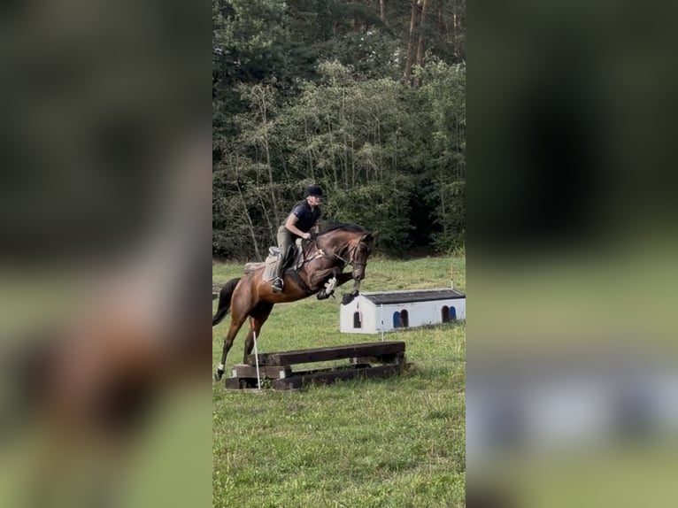 Westfaliano Yegua 6 años 168 cm Castaño in Harsewinkel