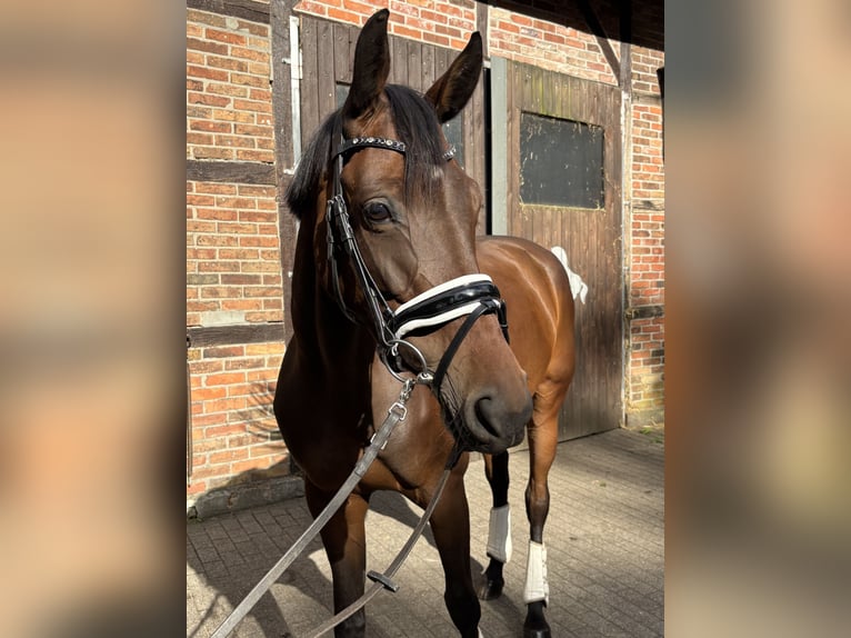Westfaliano Yegua 6 años 168 cm Castaño in Harsewinkel