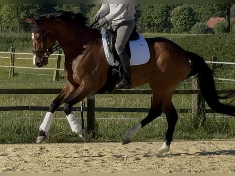 Westfaliano Yegua 6 años 168 cm Castaño in Hamm