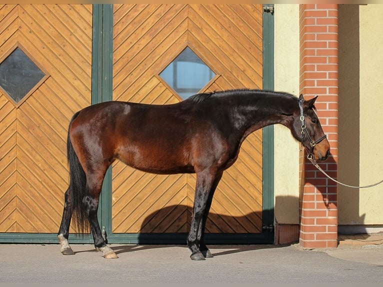 Westfaliano Yegua 6 años 168 cm Castaño in Wittichenau