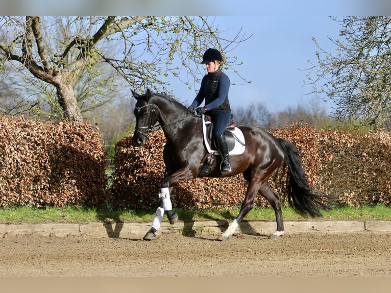 Westfaliano Yegua 6 años 168 cm Negro in Hörstel