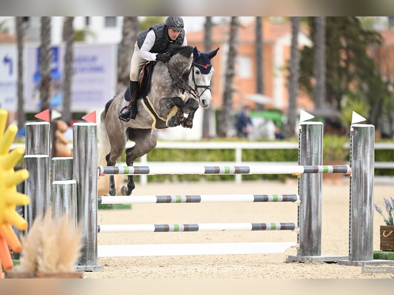Westfaliano Yegua 6 años 168 cm Tordo in Herford