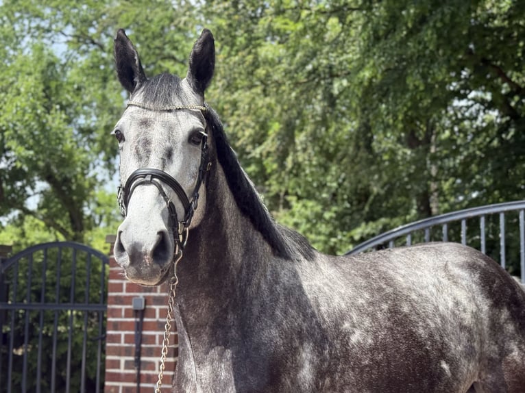 Westfaliano Yegua 6 años 168 cm Tordo rodado in Münster
