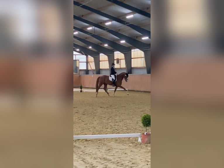 Westfaliano Yegua 6 años 169 cm Alazán in Dortmund