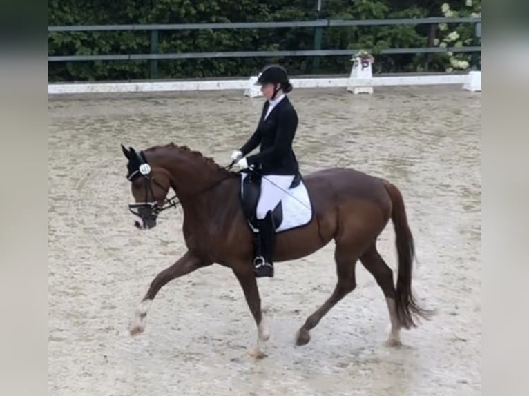 Westfaliano Yegua 6 años 169 cm Alazán in Dortmund