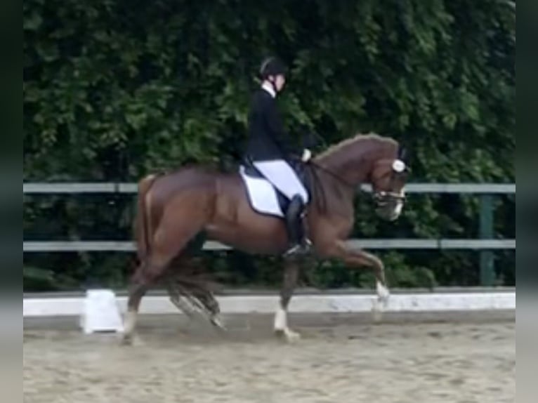 Westfaliano Yegua 6 años 169 cm Alazán in Dortmund