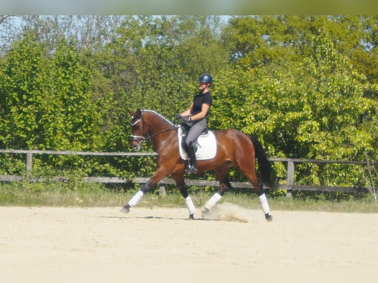 Westfaliano Yegua 6 años 170 cm Castaño in Iserlohn