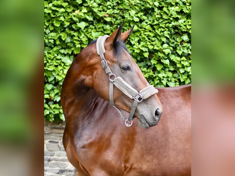 Westfaliano Yegua 6 años 170 cm Castaño in Ratingen