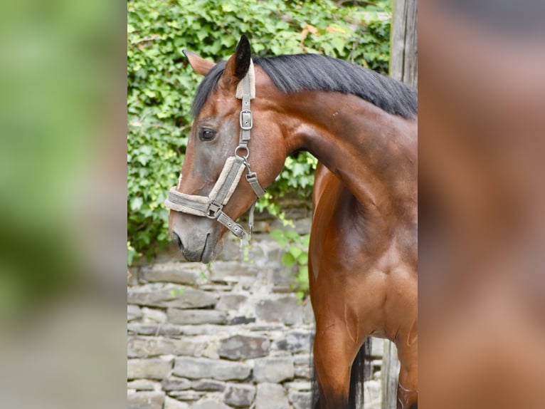 Westfaliano Yegua 6 años 170 cm Castaño in Ratingen